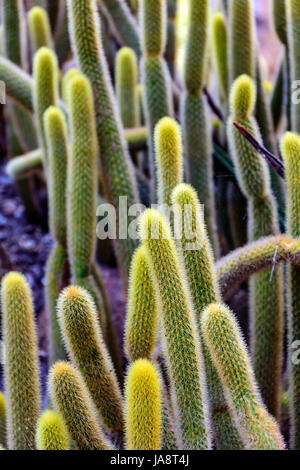 Detail der Kaktus mit Dornen, Farben und Texturen Stockfoto