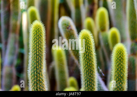 Detail der Kaktus mit Dornen, Farben und Texturen Stockfoto