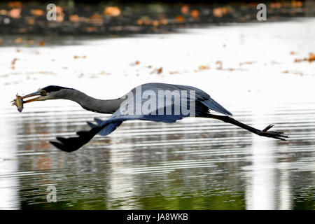 Graureiher flying low Stockfoto