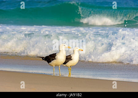 Möwe Spaziergänge zwischen dem Meer und den Sand am Strand Stockfoto