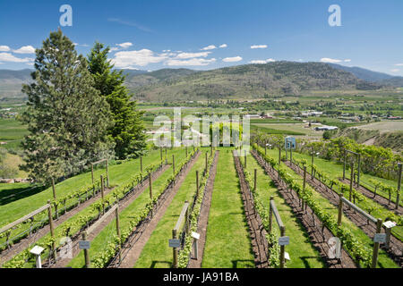 Weinberg-Schaugarten am Tinhorn Creek Winery in Oliver, BC. Blick auf das Okanagan Tal. Stockfoto