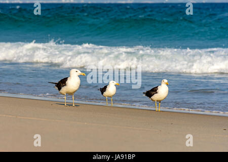 Möwe Spaziergänge zwischen dem Meer und den Sand am Strand Stockfoto