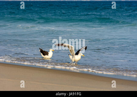 Möwe Spaziergänge zwischen dem Meer und den Sand am Strand Stockfoto