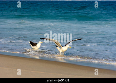 Möwe Spaziergänge zwischen dem Meer und den Sand am Strand Stockfoto