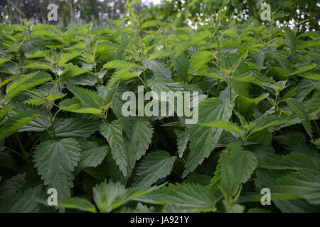 Brennnesselblätter in der Natur Stockfoto