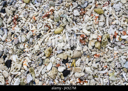 Verschiedene bunte Muscheln, Korallen und Sand Textur Stockfoto