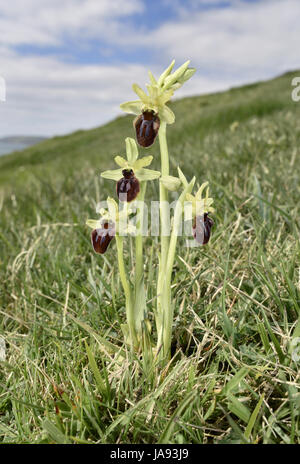 Frühen Spider Orchid - Ophrys sphegodes Stockfoto