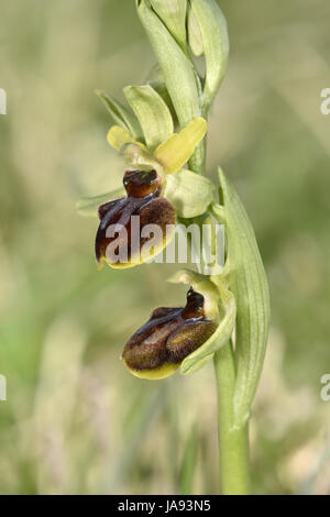 Frühen Spider Orchid - Ophrys sphegodes Stockfoto