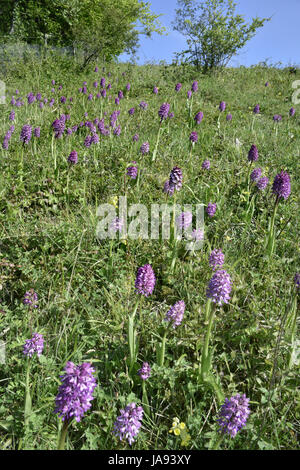 Hybrid-Lady x Affe Orchideen - Orchis x angusticruris Stockfoto