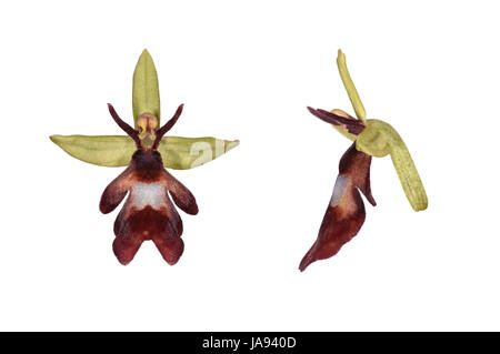 Orchidee - Ophrys Insectifera fliegen Stockfoto