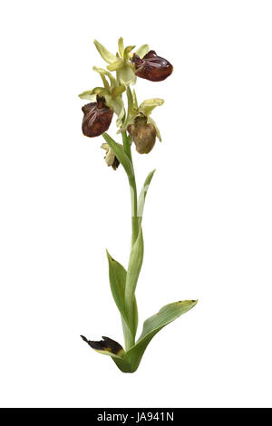 Frühen Spider Orchid - Ophrys sphegodes Stockfoto