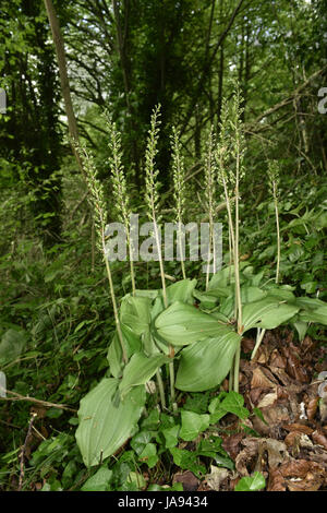 Gemeinsame Nestwurzen - Listera ovata Stockfoto