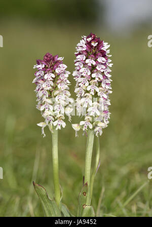 Verbrannte Orchidee - Neotinea ustulata Stockfoto