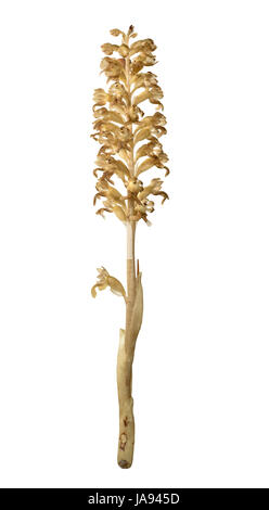 Vogelnest-Orchidee - Neottia Nidus-avis Stockfoto