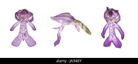Militärische Orchidee - Orchis militaris Stockfoto