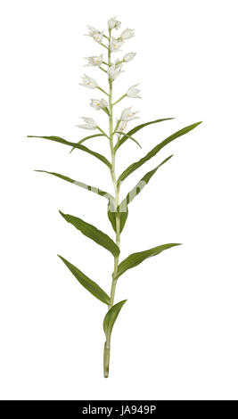 Schwert-leaved Helleborine - Cephalanthera longifolia Stockfoto