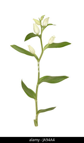 Weiße Helleborine - Cephalanthera damasonium Stockfoto