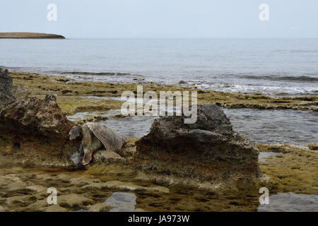 Tot Riesenschildkröte gewaschen aus dem Meer auf einem ausgewaschenen Stein am Ufer, Bild aus dem Norden Zyperns zu legen. Stockfoto