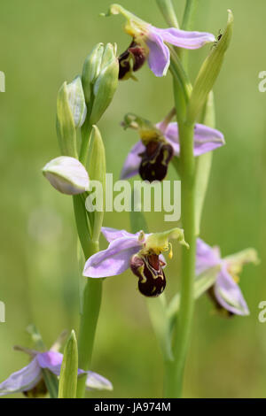 Bienen-ragwurz Blumen blühen auf einer grünen Wiese im Frühsommer Stockfoto