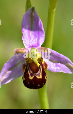 Bienen-ragwurz Blumen blühen auf einer grünen Wiese im Frühsommer, Hertfordshire, Großbritannien Stockfoto