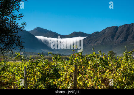 Wolken über die Berge wie ein Wasserfall, mit Weinberg im Vordergrund, Franschhoek, Westkap, Südafrika Stockfoto