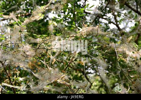 Netz von Yponomeuta Cagnagella Spindel Hermelin auf der Anlage. Stockfoto