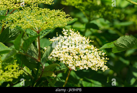 Sambucus nigra Anlage (Gemeinsame Elder, Holunder, Schwarzer Holunder, Europäischen Elder, Europäische Holunder, Europäische Schwarze Holunder) im Frühjahr in Großbritannien. Stockfoto