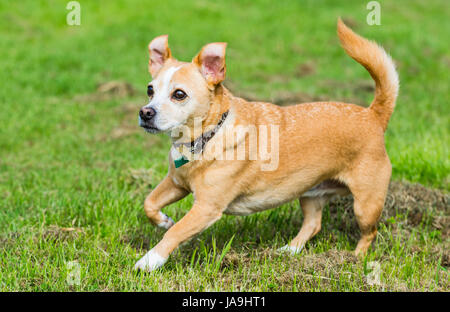 Kleiner Hund auf Rasen laufen. Es ist eine Kreuzung aus einem Chihuahua und Jack Russell Terrier. Stockfoto
