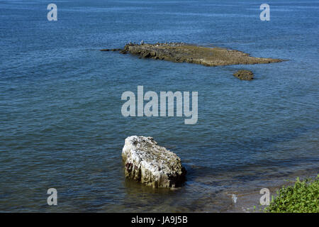 Woody Point, Redcliffe, Australien: Felsvorsprung mit Seevögeln in der Moreton Bay Stockfoto