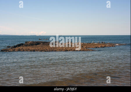 Woody Point, Redcliffe, Australien: Felsvorsprung mit Seevögeln in der Moreton Bay Stockfoto