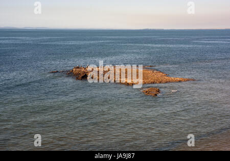 Woody Point, Redcliffe, Australien: Felsvorsprung mit Seevögeln in der Moreton Bay Stockfoto