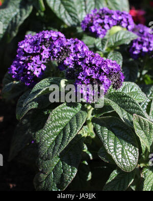 Die schöne Tiefviolette Blüten der Heliotrop Arborescens auch bekannt als der Garten Heliotrop zeigt eine duftende Pflanze im Sommer Bettwäsche gebräuchlichen Stockfoto