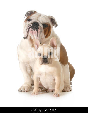 Freundschaft, schön, beauteously, schön, einzeln, isoliert, braun Haustier, Stockfoto