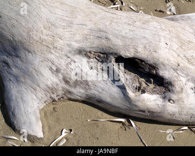 Log große Treibholz angespült Roda Beach, Korfu, Griechenland Stockfoto