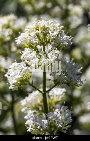 Baldrian, Centranthus Ruber Alba weiß Stockfoto