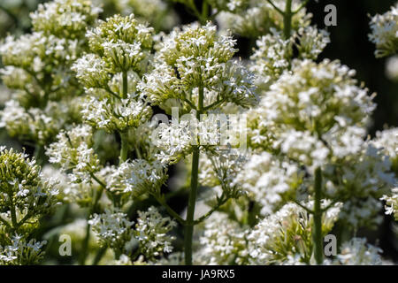 Baldrian, Centranthus Ruber Alba weiß Stockfoto