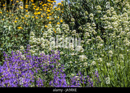 Weiße Baldrian, Centranthus Ruber Alba, Salvia Lavandulifolia Blancoana, Phlomis Stockfoto