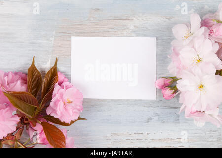 Romantischen Frühling Hintergrund. Rosa Blüten auf blauem hölzernen Hintergrund von oben mit leere Beschriftung mit Exemplar. Stockfoto
