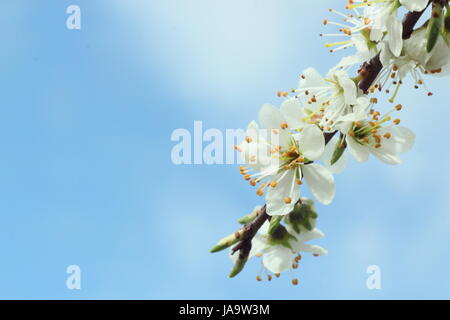 Schlehe (Prunus Spinosa) oder Schlehe, eine frühe Quelle des Nektars in voller Blüte in der englischen Landschaft an einem sonnigen Tag im zeitigen Frühjahr, UK Stockfoto