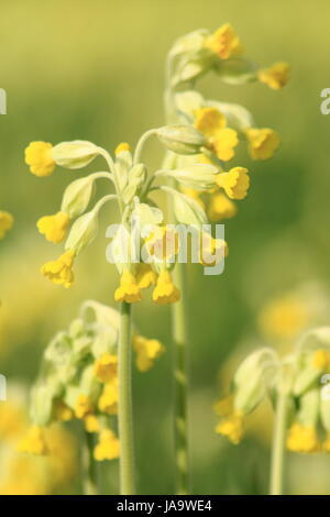 Wilden Schlüsselblumen (Primula Veris) in voller Blüte in einer Mähwiese in Mitte Frühling (April), Derbyshire, UK Stockfoto