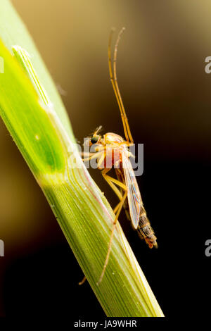 Die gemeinsame Haus-Mücke (Culex Pipiens) Stockfoto