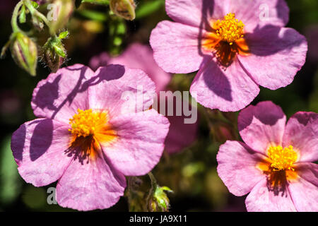 Helianthemum "Lawrenson Pink" Stockfoto