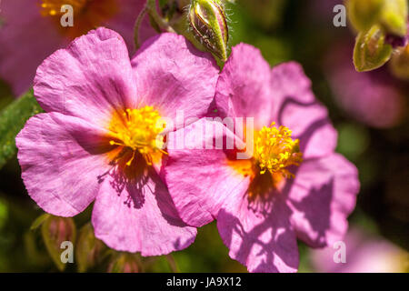 Astrantia major 'Lawrenson's Pink', Rock Rose Stockfoto