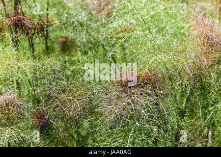 Foeniculum Vulgare 'Purpureum'. Lila Fenchel frische neue Blätter wachsen, Juni Stockfoto