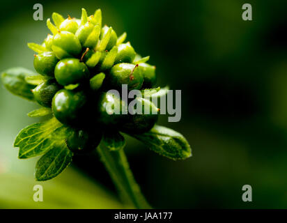 Lantana Camara Samen. selektiven Fokus. Stockfoto