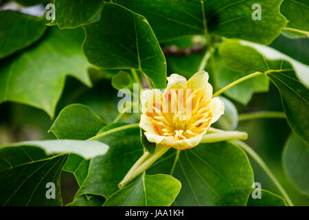 Blumen von der Tulpenbaum, Liriodendron Tulipifera 'Fastigiatum', blüht im späten Frühjahr Frühsommer, RHS Gärten, Wisley, Süd-Ost-England, UK Stockfoto