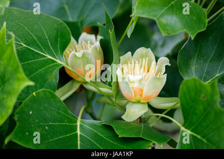 Blumen von der Tulpenbaum, Liriodendron Tulipifera 'Fastigiatum', blüht im späten Frühjahr Frühsommer, RHS Gärten, Wisley, Süd-Ost-England, UK Stockfoto