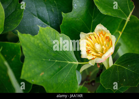 Blume der Tulpenbaum, Liriodendron Tulipifera 'Fastigiatum', Blüte im späten Frühling, Frühsommer, RHS Gärten, Wisley, Süd-Ost-England, UK Stockfoto