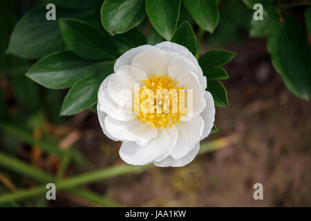 Weiße Pfingstrose (Paeonia Lactiflora) gelbe Petaoids 'Jan van Leeuwen' Blüte in RHS Wisley Gärten im Spätfrühling Frühsommer, Surrey, England, UK Stockfoto