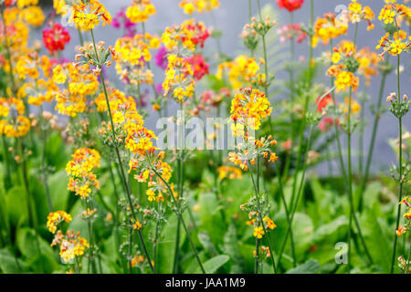 Bunte Kerze (Kandelaber) Primeln wächst, blüht im späten Frühling, Frühsommer, Gärten RHS, Wisley, Südostengland, Vereinigtes Königreich Stockfoto